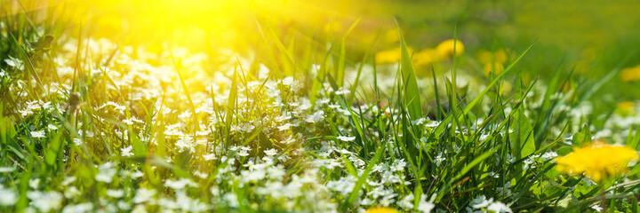 Banner 3:1. Soft focus carpet of Nemophila (baby blue eyes) flower with sunlight rays. Spring background. Copy space