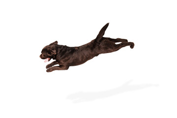 Flying. The brown, chocolate labrador retriever playing on white studio background. Young doggy, pet looks playful, cheerful, sincere kindly. Concept of motion, action, pet's love, dynamic.