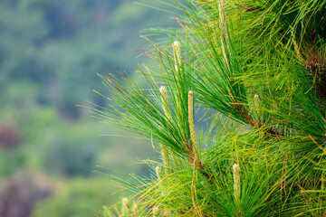 A closeup shot of pine trees in Forest.