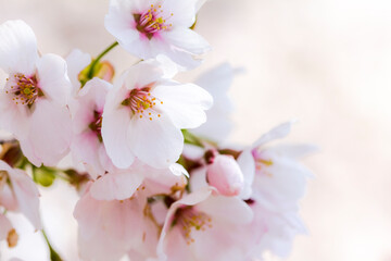 桜。クローズアップ。日本。和。美しい。