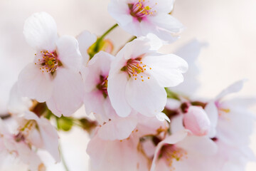 Fototapeta na wymiar 桜。クローズアップ。日本。和。美しい。