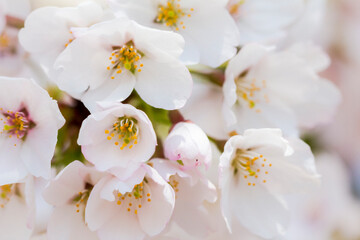 Obraz na płótnie Canvas 桜。クローズアップ。日本。和。美しい。