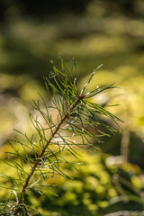a very young shoot of a fir tree grows out of the seed in the moss. beautiful forest bokeh
