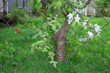 flowering tree behind the fence grid