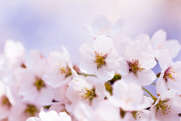 桜。クローズアップ。日本。和。美しい。