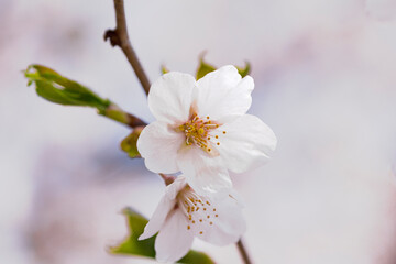 桜。クローズアップ。日本。和。美しい。