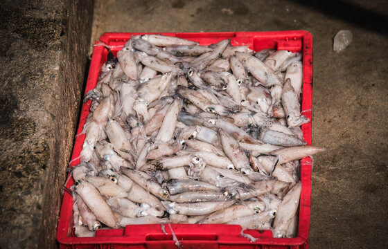 Fresh squid in a plastic basket at Ban Bang Saray fishing port, Chonburi Province