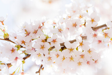 桜_クローズアップ撮影