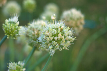 The leek bloom beautifully Garlic Flower