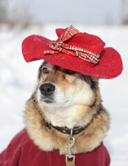 adorable dog wearing a red Paddington's hat in a snowy forest