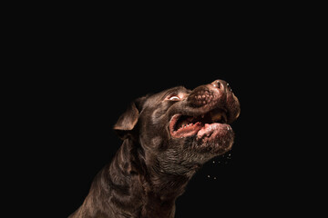 Funny. The brown, chocolate labrador retriever playing on black studio background. Young doggy, pet looks playful, cheerful, sincere kindly. Concept of motion, action, pet's love, dynamic.