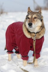 Adorable dog wearing a red catsuit in a snowy forest