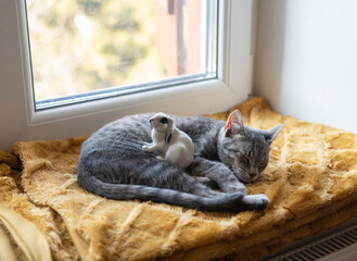 Sleeping cat with a rabbit figurine