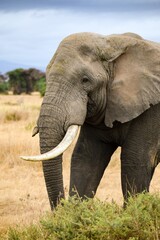 Fototapeta na wymiar migration of elephants in amboseli park