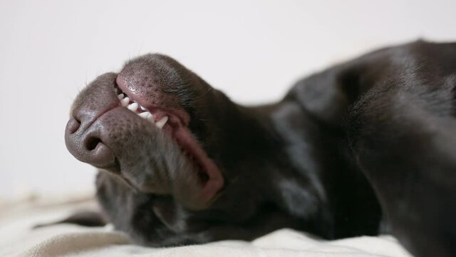 Cropped junior dog head sleeping and snoring while dreaming. Close-up on nose.