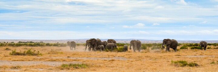 migration of elephants in amboseli park