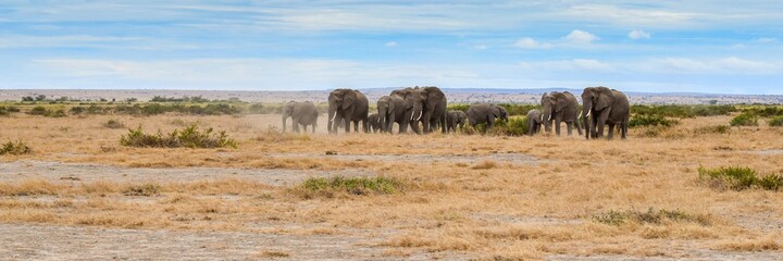 migration of elephants in amboseli park