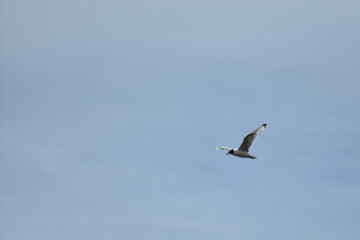 Fototapeta na wymiar Seagull flies across the blue sky