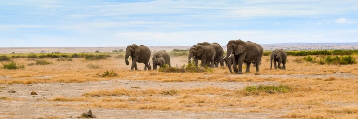 Fototapeta na wymiar migration of elephants in amboseli park