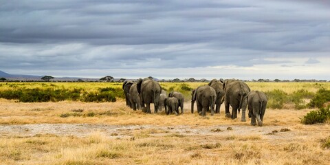 Obraz premium migration of elephants in amboseli park