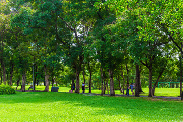 Green tree forest in city public park with green meadow grass