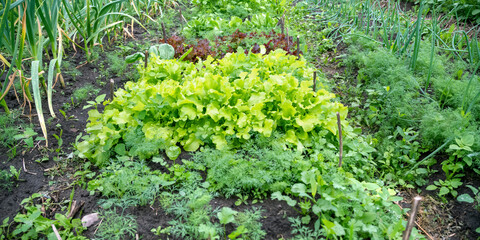 Fototapeta na wymiar greenery plants grow on vegetable garden beds closeup