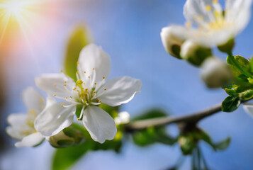 Beautiful cherry blossom sakura full bloom time over blue sky Flowers Japanese flowering cherry on Sakura tree on spring sunny day Beautiful nature scene with flowering tree and sun sky. Soft focus 