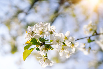 Beautiful cherry blossom sakura full bloom time over blue sky Flowers Japanese flowering cherry on Sakura tree on spring sunny day Beautiful nature scene with flowering tree and sun sky. Soft focus 