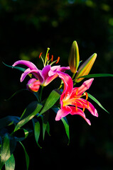 Fototapeta na wymiar Pink Lily flowers blooming in garden