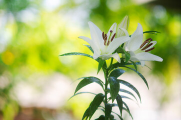 White Lily flowers blooming  in garden