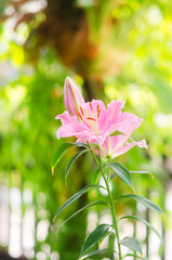 Pink Lily flowers blooming  in garden