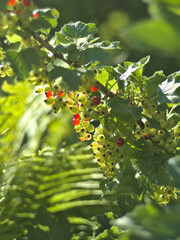 Johannisbeeren reifen am Strauch an einem sonnigen Tag vor unscharfem grünem Hintergrund