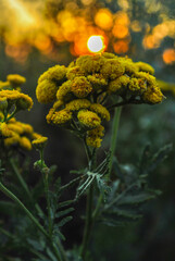 Beautiful wildflowers on a green meadow. Warm summer evening. Beautiful rural landscape with sunrise and open meadow flowers bloom in the spring fields. Wild flowers blooming in the sunset 