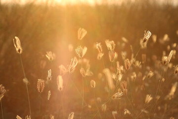 Grass flowers in the sunlight of the golden hour