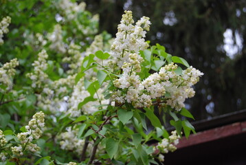white lilac on green branches