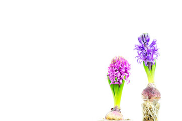 Naklejka na ściany i meble Hyacinth flowers on white background