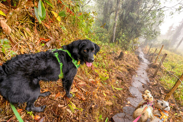 Dogs on the trail