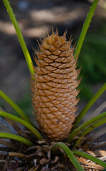 Beautiful pattern of Cycas flower on top