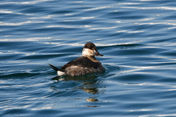 Ruddy Duck on lake