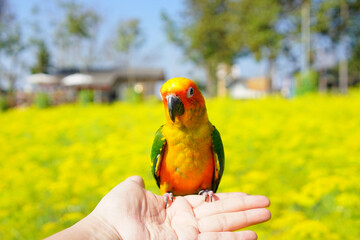 Young sun conure parrot (Aratinga solstitialis) exotic pet adorable, native to amazon standing at human hand on blur garden background.