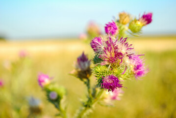 Beautiful wildflowers on a green meadow. Warm summer evening. Beautiful rural landscape with sunrise and open meadow flowers bloom in the spring fields. Wild flowers blooming in the sunset 