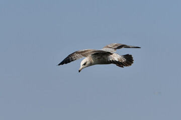 Herring gull in flight with wings spread