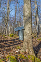 Vintage maple sap bucket attached to maple tree in early spring.