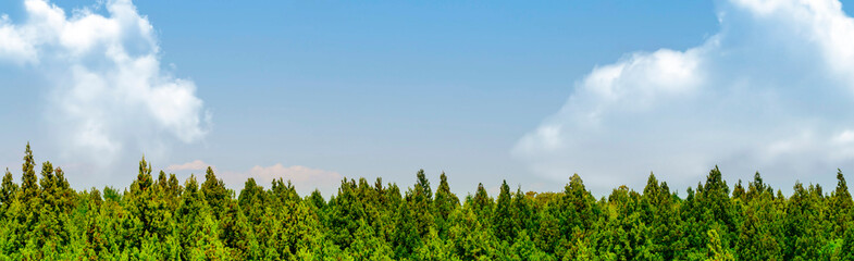 空と森　バナー