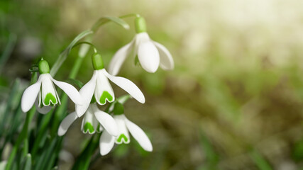 White fresh snowdrops flower ( Galanthus ) on green meadow in sunny garden . Easter spring background