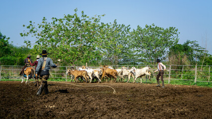 Obraz premium Farmer is working on farm with dairy cows in fence.