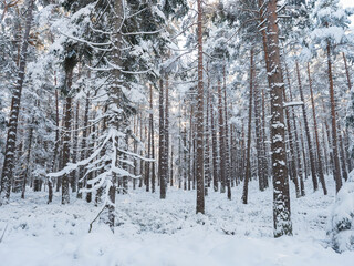 Snowy forest with snow covered spruce trees. Nature winter background texture