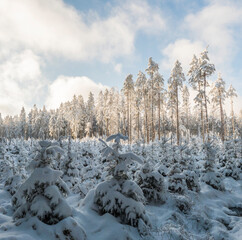 Snowy winter forest with small young snow covered spruce trees. Brdy Mountains, Hills in central Czech Republic, sunny day