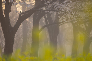 逆光の朝もやに霞む桜と菜の花