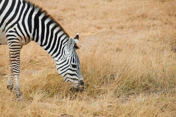 Fototapeta na wymiar zebras in amboseli national park